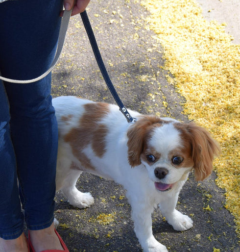 Dog Leash, Durable Hemp Lining, Natural Fibers, Matching Collar Available...