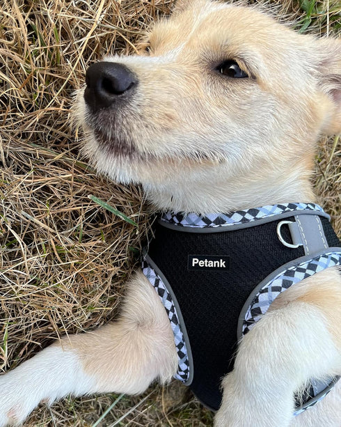 Petank Dog Harness for Small Medium Dogs No Pull, Puppy Harness and Leash Set, Easy Walk Dog Harness for Walking, Running, Training, Small Dog Har...