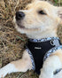 Petank Dog Harness for Small Medium Dogs No Pull, Puppy Harness and Leash Set, Easy Walk Dog Harness for Walking, Running, Training, Small Dog Har...