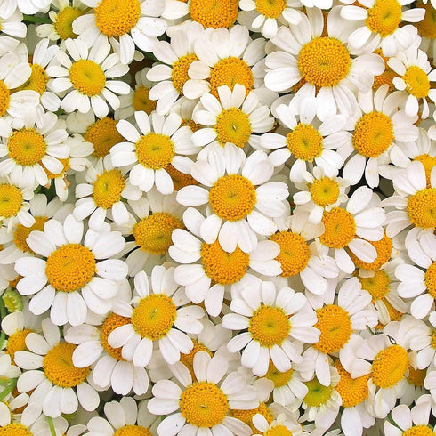 Essences Bulgaria Organic Chamomile Essential Oil - Blue 1/6 Fl Oz | 5ml | Matricaria recutita | 100% Pure and Natural | Undiluted | Therapeutic G...