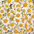 Essences Bulgaria Organic Chamomile Essential Oil - Blue 1/6 Fl Oz | 5ml | Matricaria recutita | 100% Pure and Natural | Undiluted | Therapeutic G...