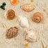 6PCS Large Hermit Crab Shells | Natural Sea Conch Size 3" - 3.5", Opening Size 1.5" - 2.5" | Turbo Seashells for Hermit Crab Supplies and Beach De...