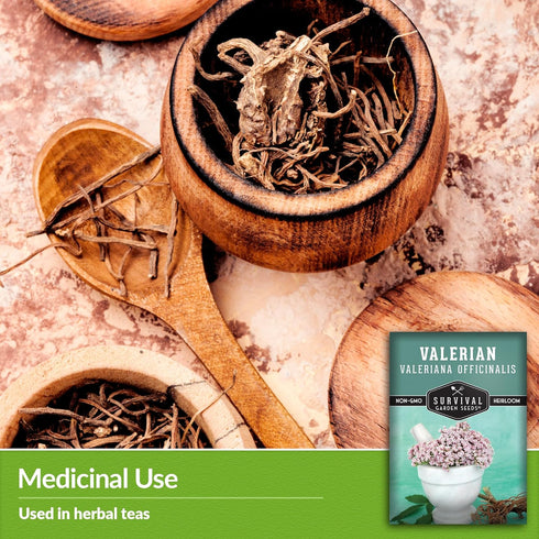Valerian Seeds for Planting - 1 Packet with Instructions to Plant and Grow Medicinal Herb Valeriana Officinalis in Your Home Herb Garden - Non-GMO...