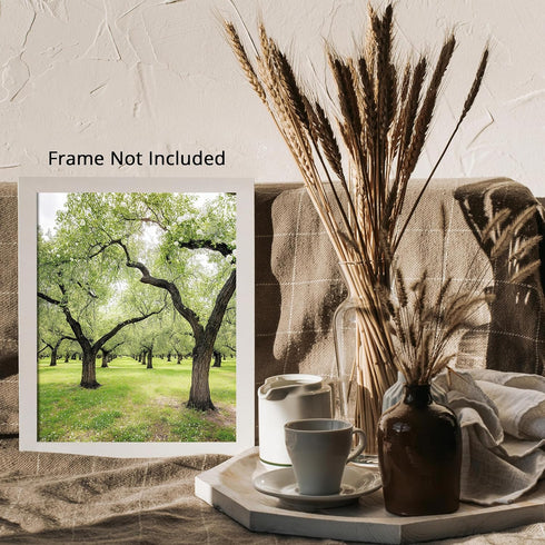 Posterizer 1 pcs-orchard tree scene-lush nature art-soft serene poster 4-Collectibles & Fine Art-Landscape & Nature Art-Gift for Art Lovers- unfra...