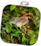3D Rose Cedar Waxwing Eating Berry in Serviceberry Bush Marion Co. Il Pot Holder, 8 x 8...