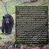 Black Forest Décor Bear Family Wall Cross...
