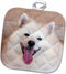 3D Rose American Eskimo Dog Lying On The Patio Pot Holder, 8 x 8...