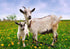 Dragon Herbs - Goat Placenta Capsules - 500 mg - 60 Capsules...