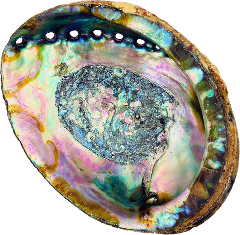 Hand Selected Abalone Shell, 6 Inches or Larger. Perfect for Holding Incense, Trinkets, and More...