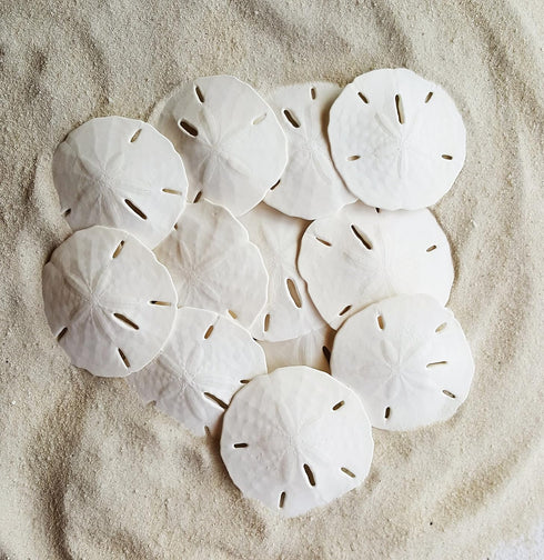 Tumbler Home White Sand Dollars 3"-3.5" - 10pcs - Wedding Seashell Craft Sandollars- Hand Picked and Professionally Packed...