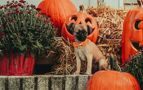 Unique style paws Halloween Dog Collar, Pumpkin Pet Collar Dog Bowtie Gift for Girl or Boy Dogs, Adjustable Dog Collar for Medium Dogs...