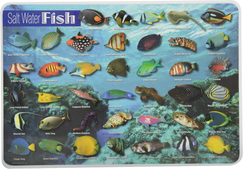 Painless Learning Saltwater Fish Placemat, 12 x 17 1/2 inches...
