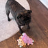 SPOT Soothers- Tabbie Lambie Dog Toy-Separation Anxiety Toys for Dogs, Stuffing Free, Scented with Calming Lavender Fragrance Beads to Safely Calm...