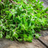 GranAroma 4.8 oz Ground Marjoram, French & Italian Cuisine, Savory Seasoning...