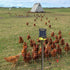 Electric Fence Wire Connect The Energizer and Electric Fence Charger Solar Fence Charger Solar Powered Electric Fence, Solar Electric Fence, Elect...