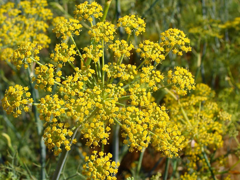 Pollen Ranch's Organic Fennel Pollen Spice, Perfect for Cooking and Seasoning with Fennel Flavor, Made from Premium Organic Fennel Flowers - 0.5 o...