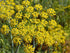 Pollen Ranch's Organic Fennel Pollen Spice, Perfect for Cooking and Seasoning with Fennel Flavor, Made from Premium Organic Fennel Flowers - 0.5 o...