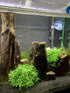 BEGONDIS Aquarium Decorations Fish Tank Artificial Green Water Plants Made of Soft Plastic, Safe for All Fish & Pets (Style-3)...