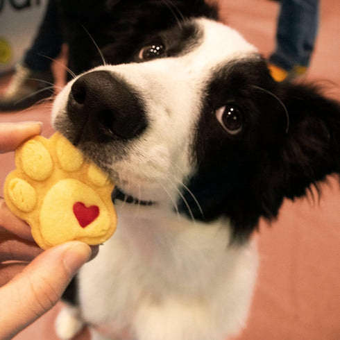 Cute Paw cookie cutter - Small, 1 piece - Bakerlogy...