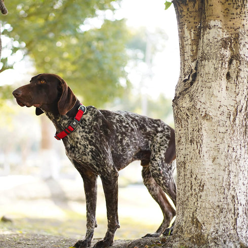 Kruz Original Heavy-Duty Adjustable Dog Collar - Ultra Soft Padding, Lifetime Durability, Comfortable Collar for Large, Medium, and Small Dog Bree...