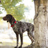 Kruz Original Heavy-Duty Adjustable Dog Collar - Ultra Soft Padding, Lifetime Durability, Comfortable Collar for Large, Medium, and Small Dog Bree...