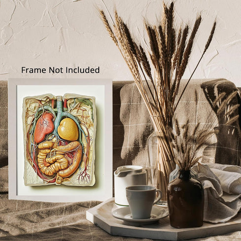 Posterizer 1 pcs-artistic anatomical illustration of the human abdominal organs 2-Teachers & Classrooms-Abstract & Modern Art-School and classroom...