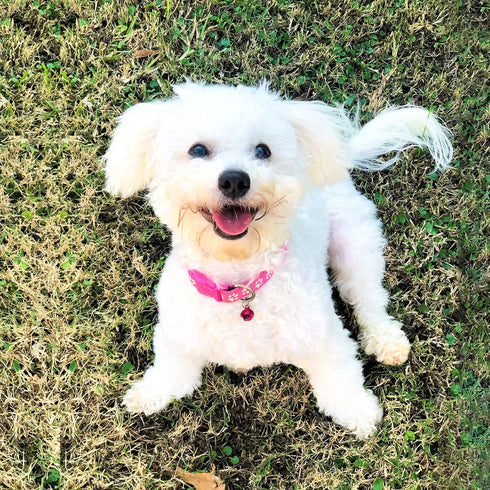 Puppy Collars with Bell-Adjustable Litter Collars Pups - Kitten Collar for Newborn pet - Set of 19...