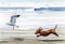 Dachshund At The Beach Art Print by Watercolor Artist DJ Rogers...