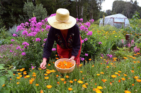 Calendula Petals – Pure Dried Marigold Flower Petals – Vegan | Gluten Free | Non-GMO | No Sugar Added - Net Weight: 0.35oz / 10g - Calendula Offic...