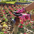 Leather Gardening Gloves for Women, Flexible Breathable Garden Gloves,Thorn Proof Working Gloves for Weeding, Digging and Pruning, Medium, Pink...