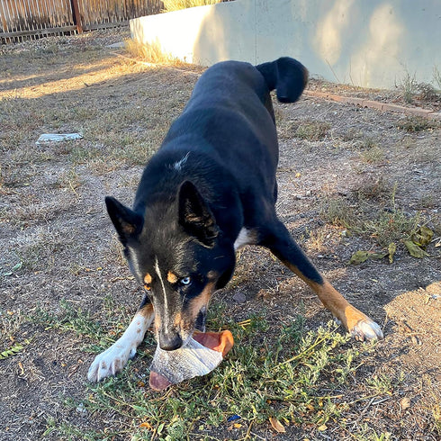 Icelandic+ Fish Ear - Pig Ear Hand-Wrapped in Cod Skin - Dog Treat, Two Chews in One, Long Lasting Dog Chew...