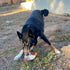 Icelandic+ Fish Ear - Pig Ear Hand-Wrapped in Cod Skin - Dog Treat, Two Chews in One, Long Lasting Dog Chew...