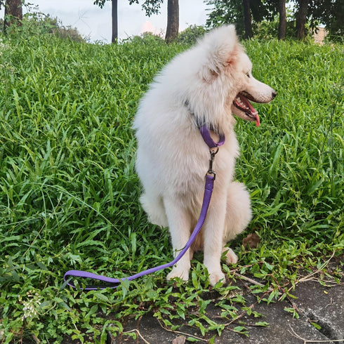 Advanced Dog Short Leash 24 Inches with Sturdy Nylon and Soft Padded Handle Lead for Large Medium Breed Dogs Daily Use Walking,Training etc (24 In...