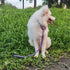 Advanced Dog Short Leash 24 Inches with Sturdy Nylon and Soft Padded Handle Lead for Large Medium Breed Dogs Daily Use Walking,Training etc (24 In...