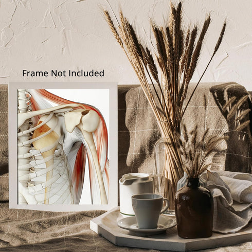 Posterizer 1 pcs-artistic illustration of the human shoulder joint 1-Teachers & Classrooms-Abstract & Modern Art-School and classroom art- unframe...