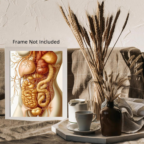 Posterizer 1 pcs-artistic anatomical illustration of the human abdominal organs 1-Teachers & Classrooms-Abstract & Modern Art-School and classroom...