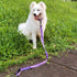 Advanced 4 Feet Dog Leash with Padded Handle-Sturdy Nylon Dogs Leads for Medium Large Dogs Walking,Training,Hiking,Jogging,Camping,etc (Ultra Viol...