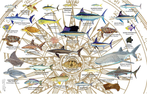 Tervis Made in USA Double Walled Guy Harvey Insulated Tumbler Cup Keeps Drinks Cold & Hot, 16oz - No Lid, Charts...