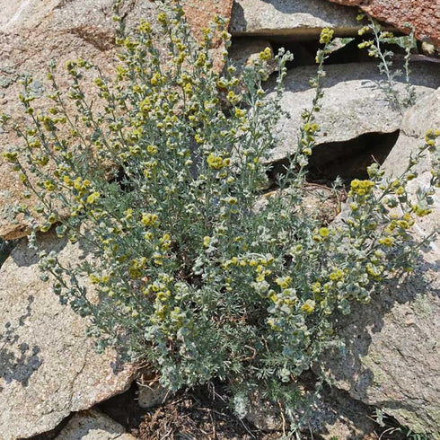 CHUXAY GARDEN Artemisia Frigida Seed 100 Seeds Fringed Sagebrush Herb Plant Attractive Serrated Pointy Leaves Fast Growing & Maintain...