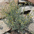 CHUXAY GARDEN Artemisia Frigida Seed 100 Seeds Fringed Sagebrush Herb Plant Attractive Serrated Pointy Leaves Fast Growing & Maintain...