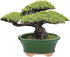 Glazed Ceramic Bonsai Pot - Decorative Planter for Dwarf Trees, Succulents, and Small Plants - Perfect for Indoor and Outdoor Gardens, Table Cente...
