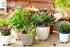 Extra Heavy Duty Pot Feet Risers 12 pack Hexagons & Adhesive Pads - Protect Healthy Plants - Strong Invisible Supports Small Large Flower Planters...