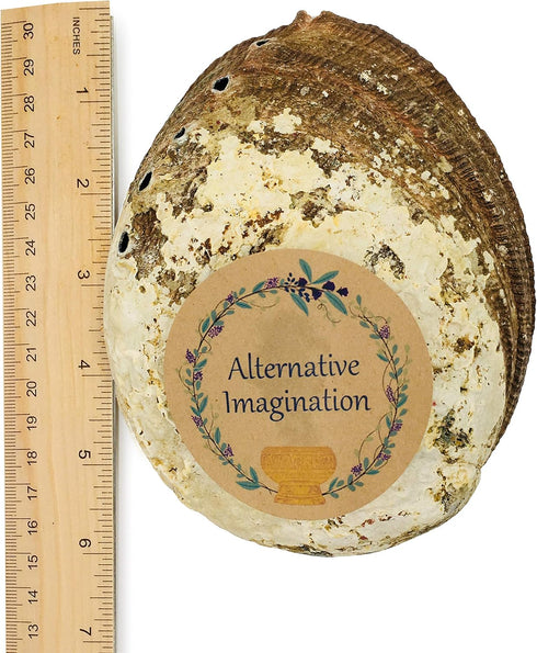 Hand Selected Abalone Shell, 6 Inches or Larger. Perfect for Holding Incense, Trinkets, and More...