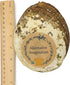 Hand Selected Abalone Shell, 6 Inches or Larger. Perfect for Holding Incense, Trinkets, and More...