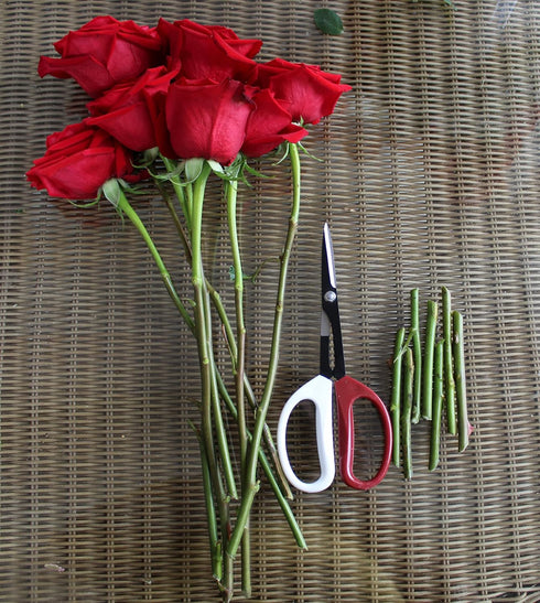8" Bonsai Cutter Pruning Shear tool used for Gardening, Arranging Flowers, Trimming Plants, Branches, Stainless Steel Red White Handles...