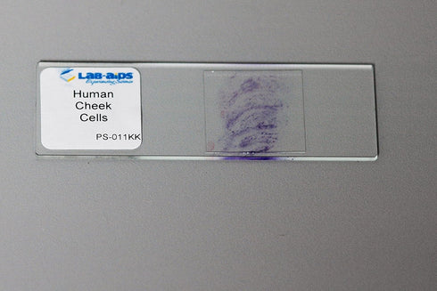 Microscope Slide Mailer (Pack of 25) | OakRidge Products | Protect Glass Slides in Shipping...