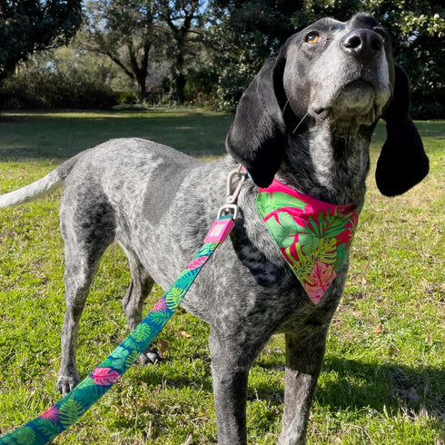 Max & Molly Classic 4 ft Dog Leash - Strong, Padded, Waterproof - Stylish Patterns for Boy & Girl Dogs - Durable, Lightweight, Comfortable for Sma...