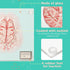 Anatomic Brain Specimen Coasters (Set of 10) - Neuroscience Gifts Best Gifts for Medical Student Gifts Brain Decor Human Anatomy Gifts Weird Gifts...