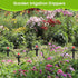 25 Pcs Drip Irrigation Emitters for 1/4'' drip irrigation Adjustable 8 Hole Water Flow Dripper Irrigation Drip Heads with Stake for (4-7mm) Garden...