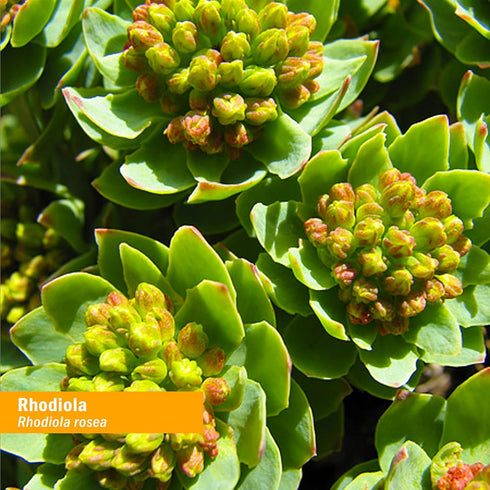 Herb Pharm Rhodiola 1 oz Liquid...